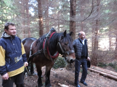 Obr. 15 – Názorná ukázka přibližování koňmi v lese, prosinec 2015